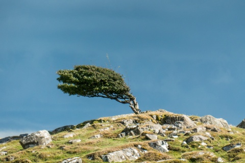 Resilienz-Symbolfoto